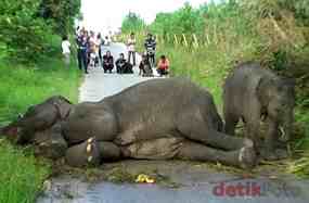 Tiga Bulan Setelah Melahirkan, Induk Gajah Yang Ditemukan Oleh Warga di Bengkalis- Riau Akhirnya Mati