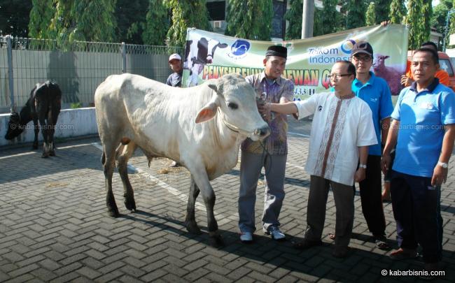 Idul Adha 1438 H, Telkom Salurkan 33 Ekor Sapi di Seluruh Indonesia